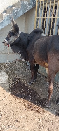 6 દાતે છે
બધેય ચાલુ