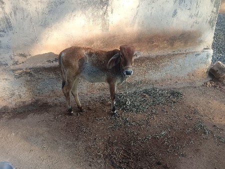 थंबनेल 3