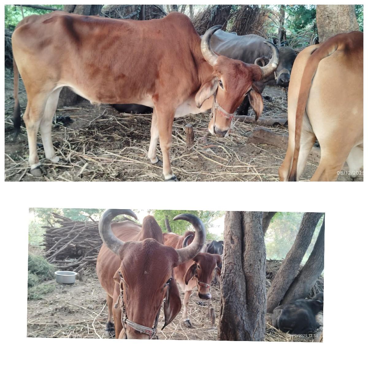 બિજીધરના દેસી