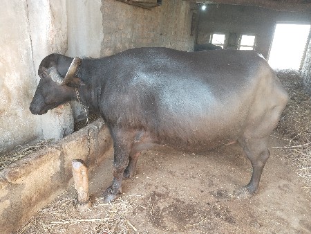 થંબનેલ 2