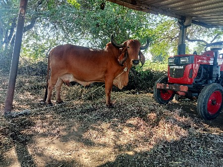 થંબનેલ 2