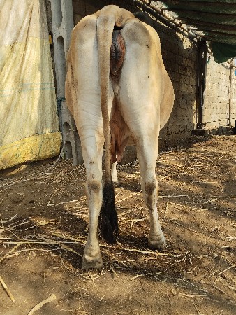 ગાય.વોશવા.ની.છે