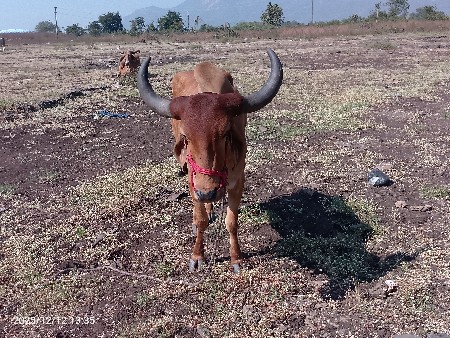 થંબનેલ 3