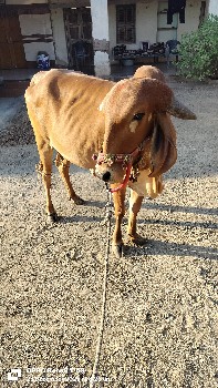 थंबनेल 3