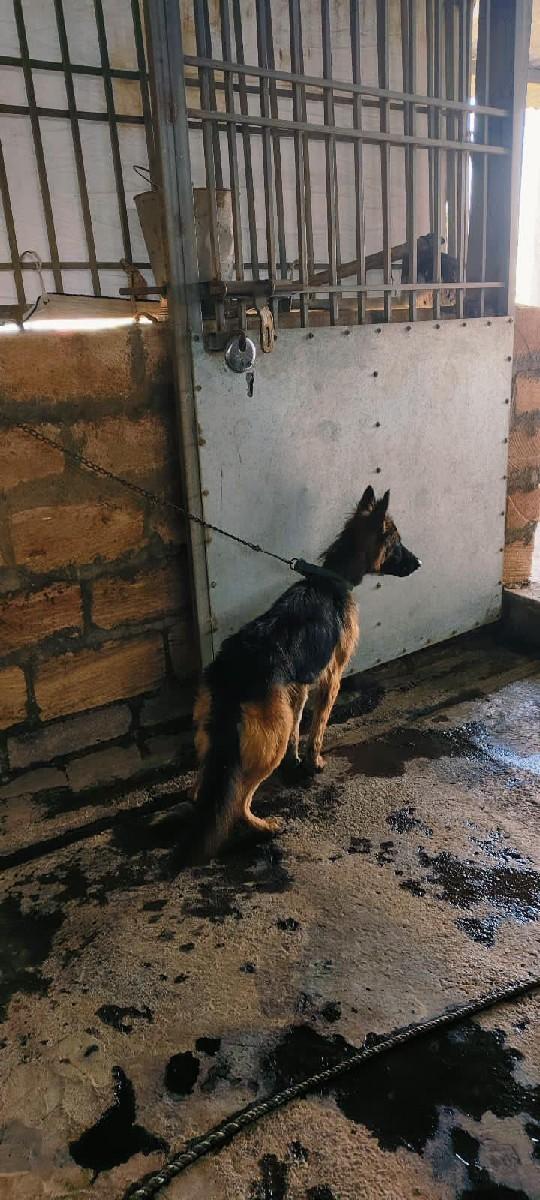 ફીમેલ દેવાની છે