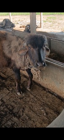 padiyu vechavani che