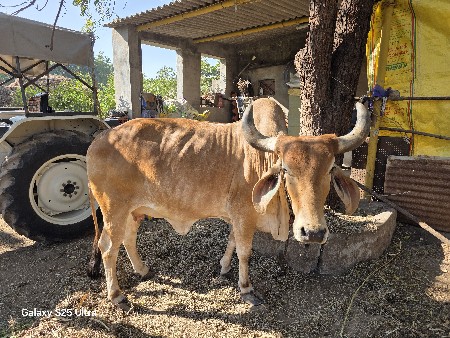 ગાય વેચવાની છે
