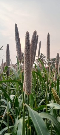 જમીન વેચાણ છે