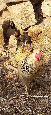 અસીલ મુરઘા વેચવાનો છે