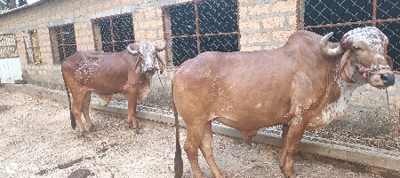 થંબનેલ 1