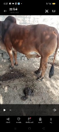 થંબનેલ 3