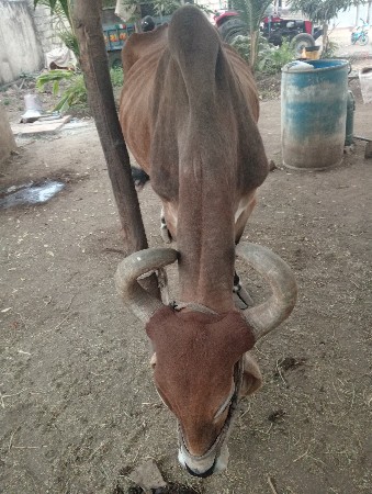રામજી
