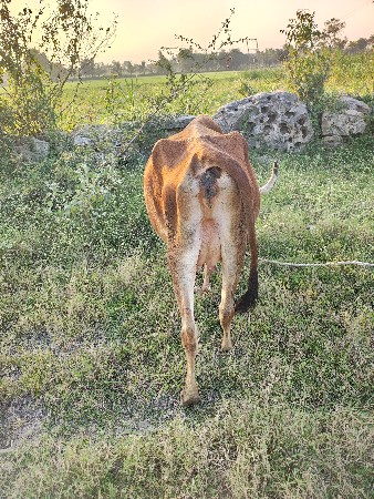 थंबनेल 3