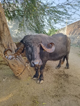 थंबनेल 1