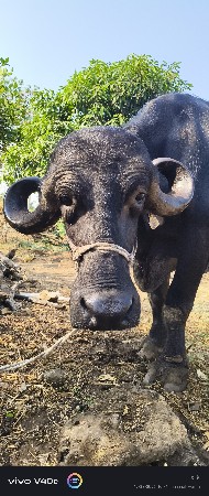 20 દીવસ ની કાચી છે ત્રીજુ વેતર છે