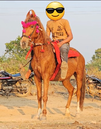 થંબનેલ 2