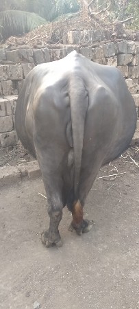 4 વેતર ગાભની