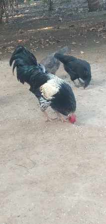 મુરઘો વેચવાનું છે