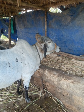 ગાય.વેચવાની.છે.