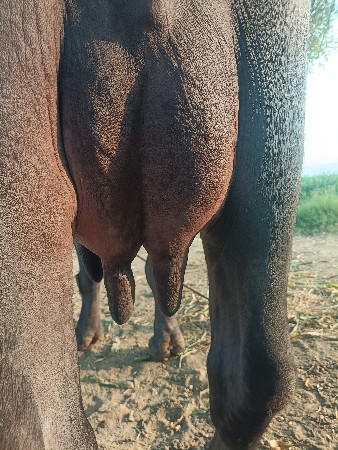 ભેંસ વેચવાની છે.બીજુવેતર