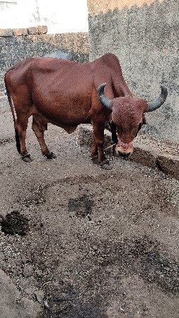 थंबनेल 1