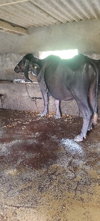 ત્રિજુ વેતર ગાભણ