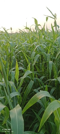 ખોટા.ફોન.નકરવા