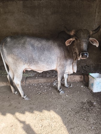 थंबनेल 3