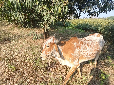 थंबनेल 2