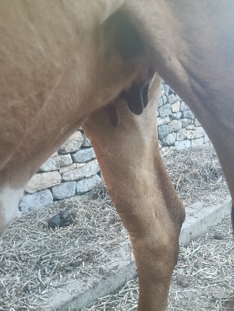 ગાય વેચવાની છે