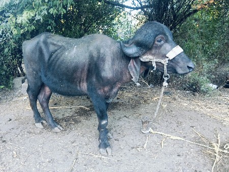 ખડેલી વેસવા ની છે