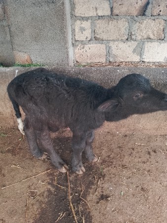 ભેંસ વેચવાની છે