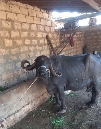 थंबनेल 1