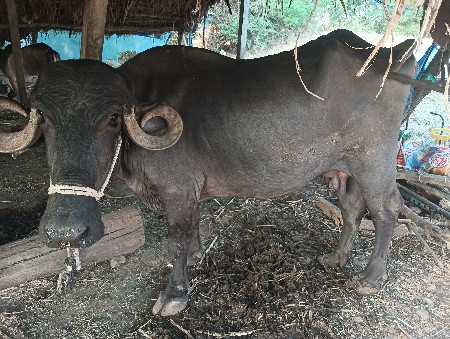 ભેંસ વેસવાની છે