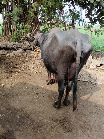 थंबनेल 3