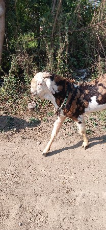 થંબનેલ 3