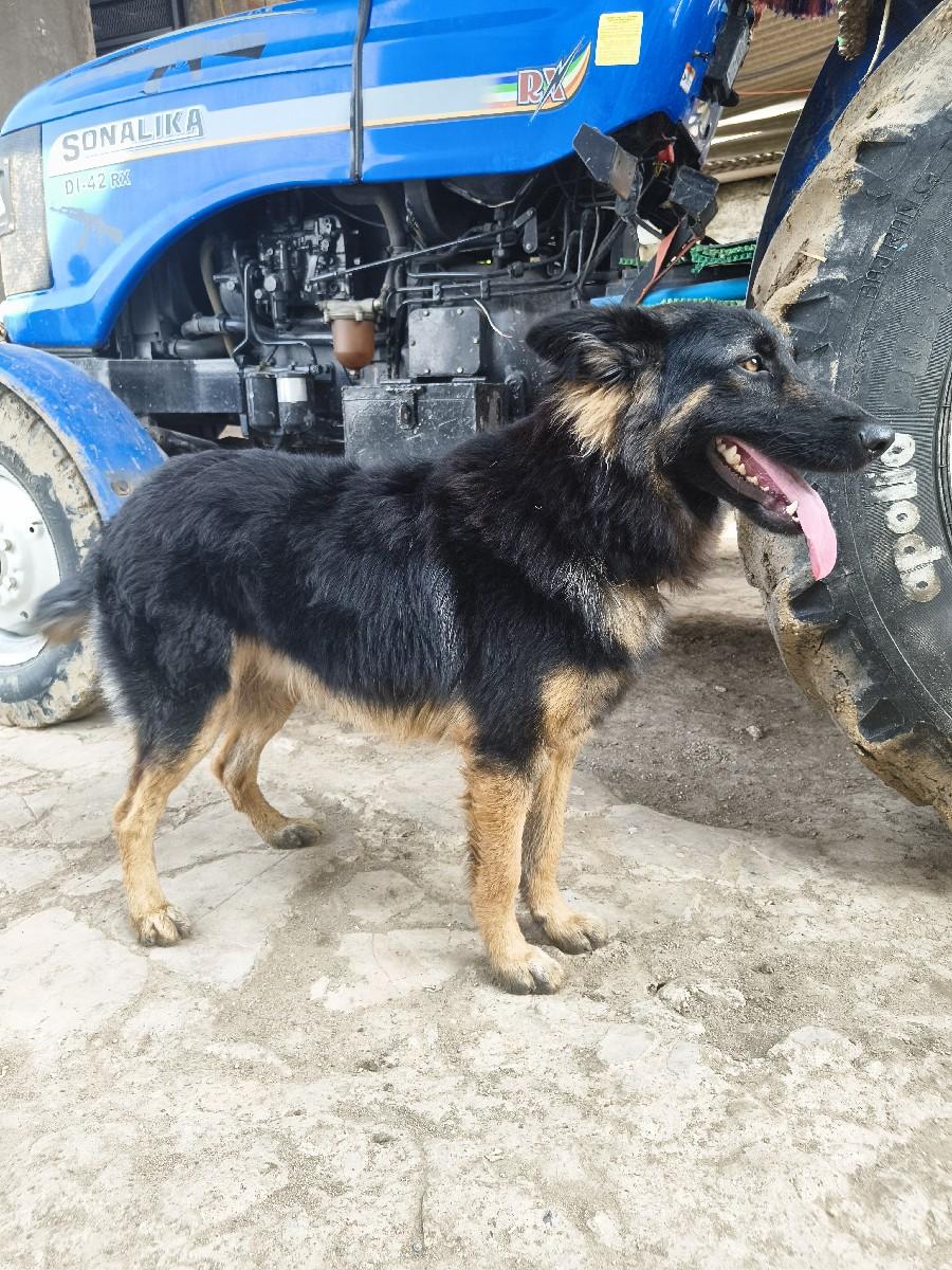 જરમન કુતરો વેષવાનો