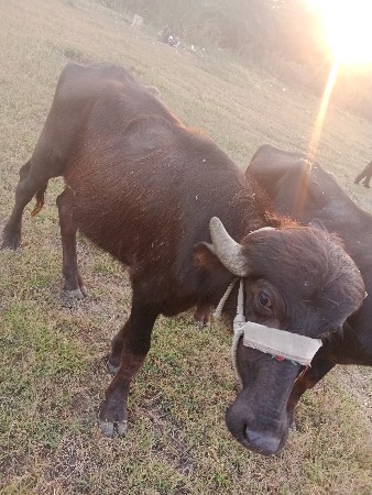 આ પાડો વેચવાનો છે બેથી અઢી વર્ષનો