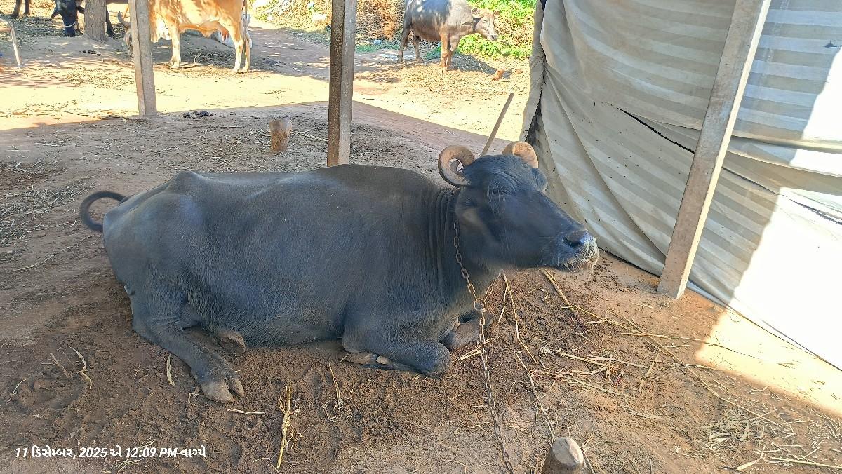 ભેંશ વેચવાની છે