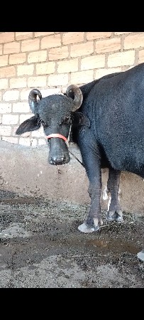 ભેંશ વેચવા ની છે