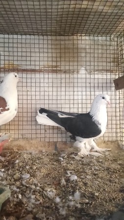 થંબનેલ 2