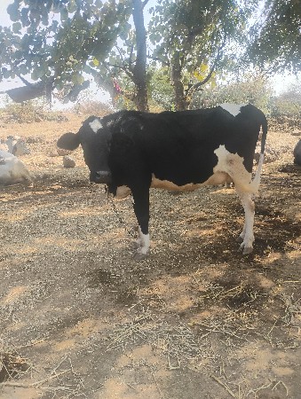 પેલું વેતર જરસી વેચવાની છે