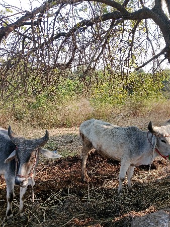 થંબનેલ 3