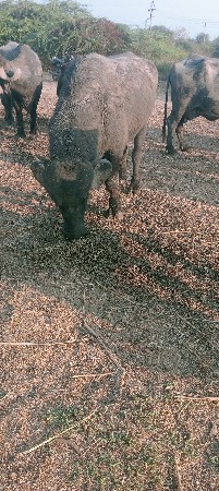 પાડો વેચવાનો છે