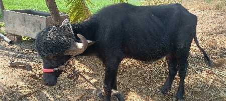 थंबनेल 3