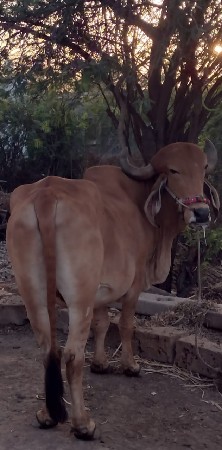 બરધવેસવાનોછે બધીજવાબદાથી