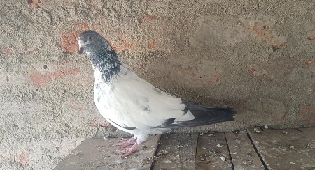 કબૂતર વેચવા ના છે