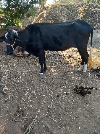 थंबनेल 3