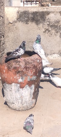 થંબનેલ 2