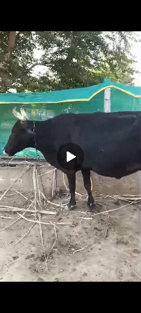 જરશી ક્રોસ બોડી બેય વેચવા ની સે